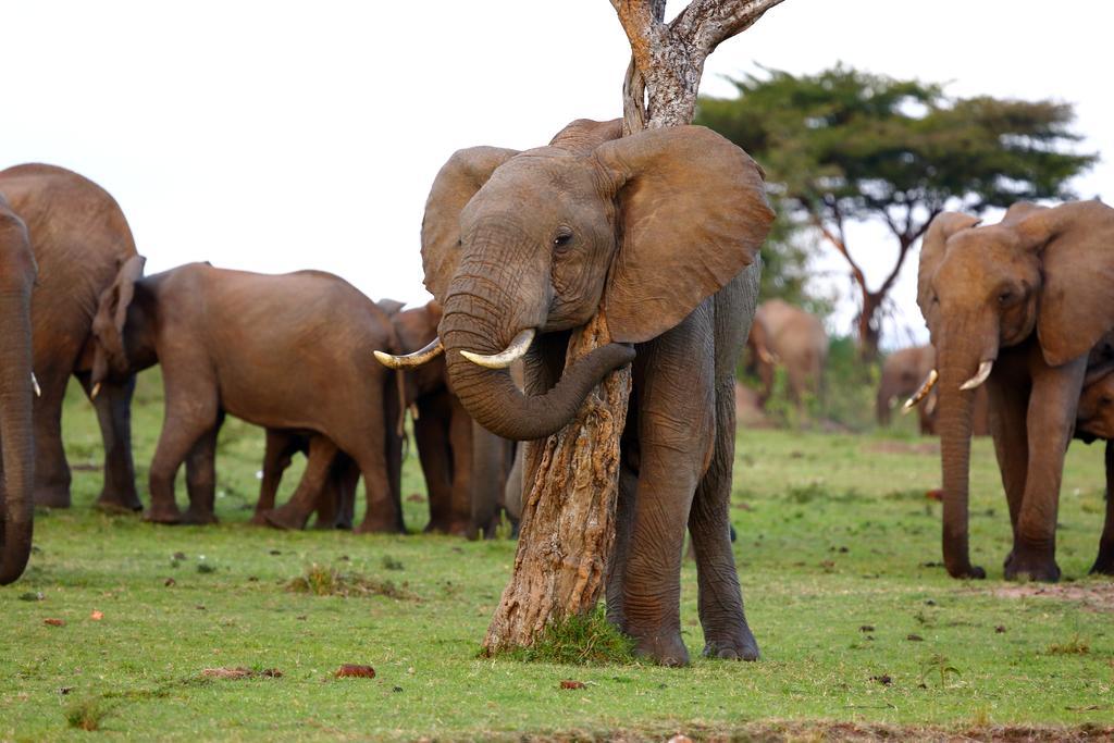 Jambo Mara Safari Lodge Ololaimutiek Luaran gambar