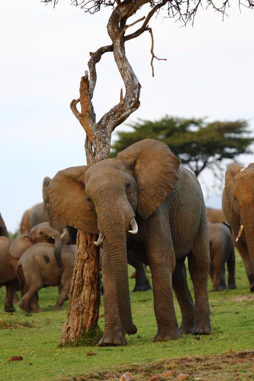 Jambo Mara Safari Lodge Ololaimutiek Luaran gambar