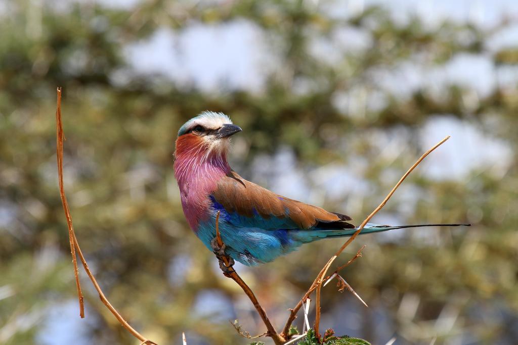 Jambo Mara Safari Lodge Ololaimutiek Luaran gambar